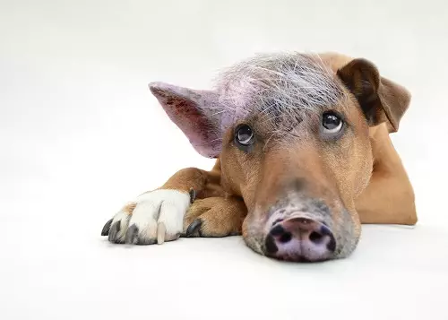 Innerer Schweinehund Tierarzt Gewohnheiten